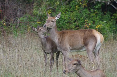 Geyikler arasında anne sevgisi, hayvanlar hassastır ve şımartılmaya ihtiyaç duyarlar.