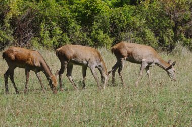 Bazı geyikler açık alanda otluyor.