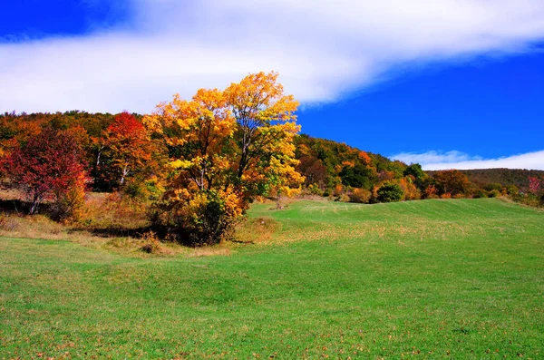Ağaç Ile Renkli Sonbahar Yaprak — Stok fotoğraf