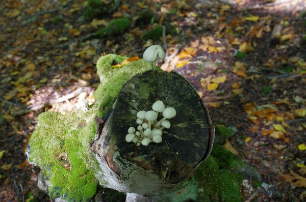 Pilze Die Symbiose Mit Abgestorbenen Stämmen Wachsen — Stockfoto