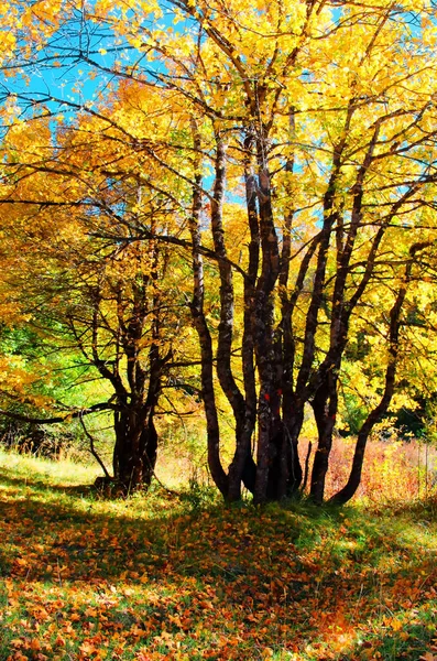 Träd Med Färgglada Löv Hösten — Stockfoto
