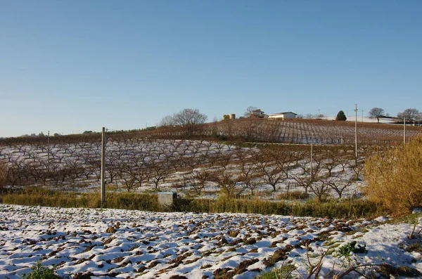 Winnice Wybrzeżu Molise Zimą Śniegiem — Zdjęcie stockowe