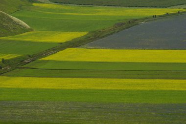 Castelluccio di Norcia - Platonun ilk çiçekleri