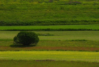 Castelluccio di Norcia - Platonun ilk çiçekleri