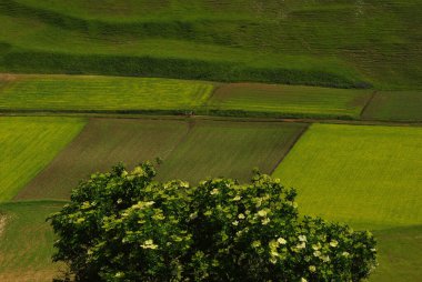 Castelluccio di Norcia - Perugia - Platonun ilk çiçekleri