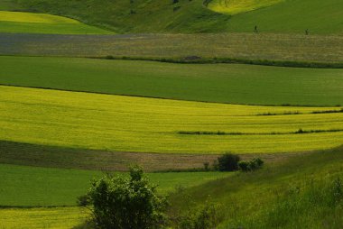 Castelluccio di Norcia - Perugia - Platonun ilk çiçekleri