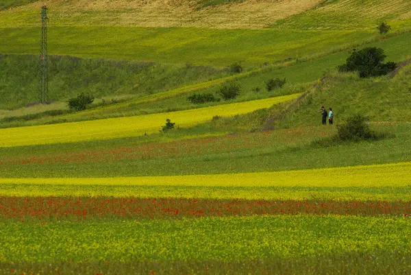 Castelluccio di Norcia - Perugia - Platonun ilk çiçekleri