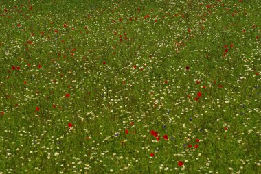 Castelluccio di Norcia yaylası, Umbria - İtalya - Kırmızı gelincikler ve kendiliğinden oluşan bitkiler