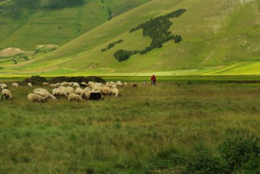 Castelluccio di Norcia, Umbria platosunda çoban sürüsü - İtalya