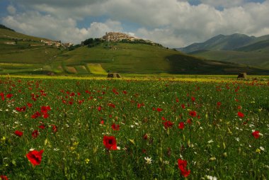 Castelluccio di Norcia plato, Umbria - İtalya ön planda gelincikler ve kır çiçekleri, arka planda küçük dağ köyü