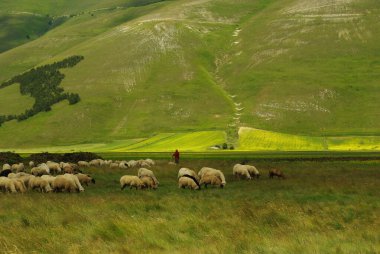 Castelluccio di Norcia, Umbria platosunda çoban sürüsü - İtalya