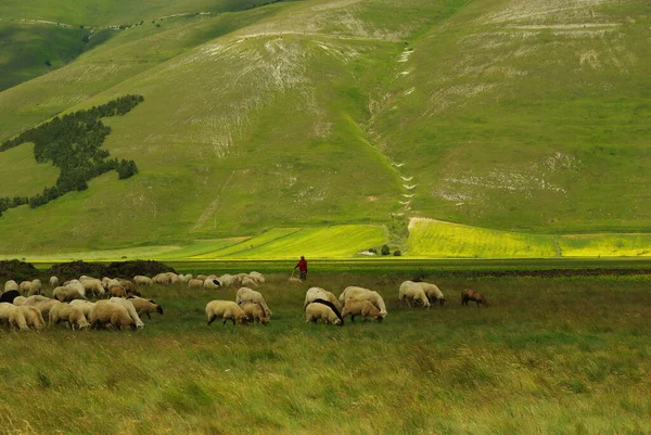 Flock of sheep with shepherd on the plateau of Castelluccio di Norcia, Umbria - Italy