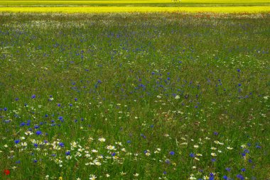 Castelluccio di Norcia yaylası, Umbria - İtalya - Kendiliğinden çiçek açan bitkiler