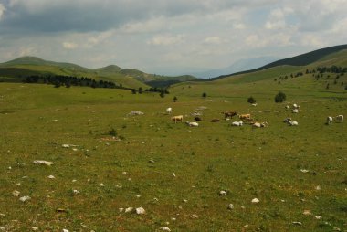 Bir bahar günü otlayan sığır sürüsü.