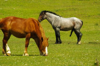 Gran Sasso 'nun, Abruzzo' nun, İtalya 'nın otlaklarında özgürce dolaşan atlar.