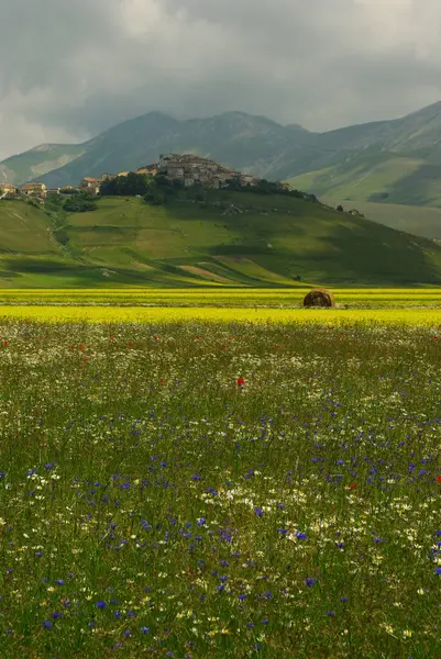 Castelluccio Norcia Perugia Første Blomstrer Plateauet Baggrunden Den Lille Landsby - Stock-foto