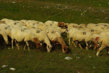 Koyun sürüsü otluyor.