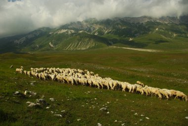 Platonun üzerinde otlayan koyun sürüsü