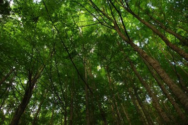 İlkbaharda yemyeşil ağaçlar