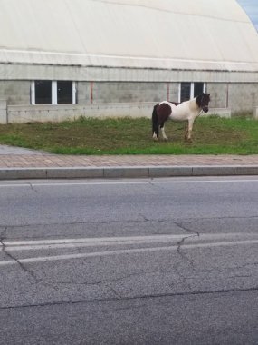 A pony on the side of the road clipart