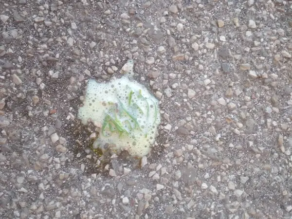 Mide ağrısı için ot yiyen bir köpeğin kusmasının ayrıntıları.