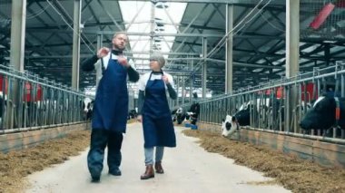 Two farmworkers are walking along the cowshed. 4K