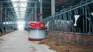 Automated feed pusher is moving along the cowshed. 4K