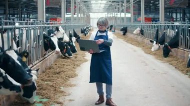 Cowshed with livestock and a female worker holding a laptop. 4K