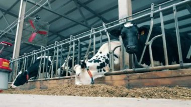İneklerin hızlı bir şekilde yemek yemesi ve onların yanından geçen bir yem satıcı. 4K