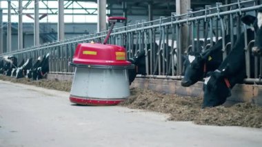 Cowshed with a robotic feed pusher sorting the hay out. 4K