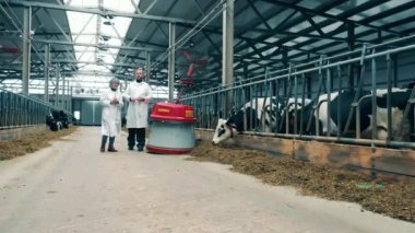 Cowshed with two workers and an automated feed pusher. 4K