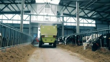 Cowshed with a truck pouring out hay for the cows to feed. 4K