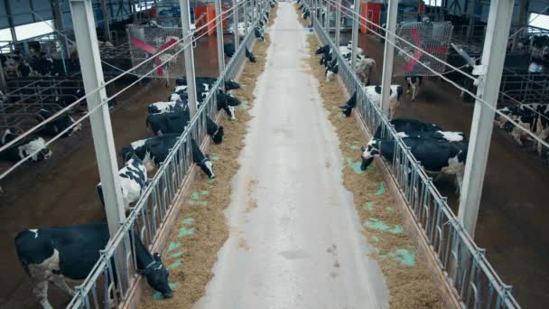 Vue Dessus Des Vaches Mangeant Foin Dans Étable — Video