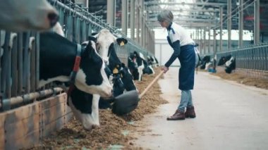 Cowshed worker is shoveling feed for cows. 4K