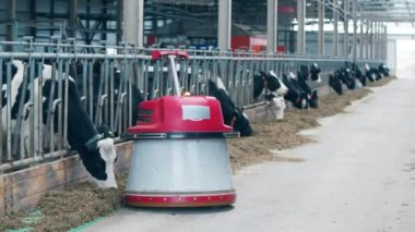 Robotic feed pusher is moving along the shed with cows. 4K