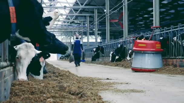 Cowshed Com Trabalhador Sexo Masculino Empurrador Alimentação Robótica Movendo Junto — Vídeo de Stock
