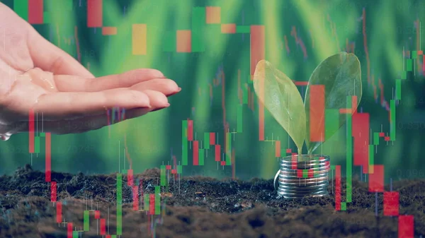 A hand is pouring water onto the soil with coins on it. 4K