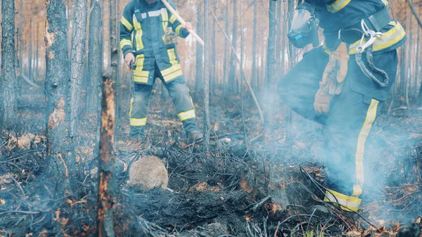 Firefighters are rescuing a wild rabbit in the forest fire zone. 4K