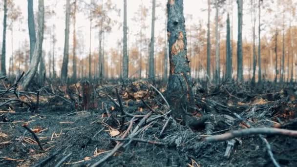 Vypálené Kořeny Lesních Rostlin Stromů — Stock video