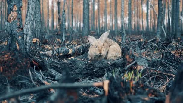Burnt Out Forest Ground Getting Sniffed Rabbit — стоковое видео