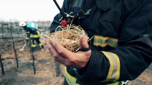 Quails Nest Hands Rescue Worker — Vídeos de Stock