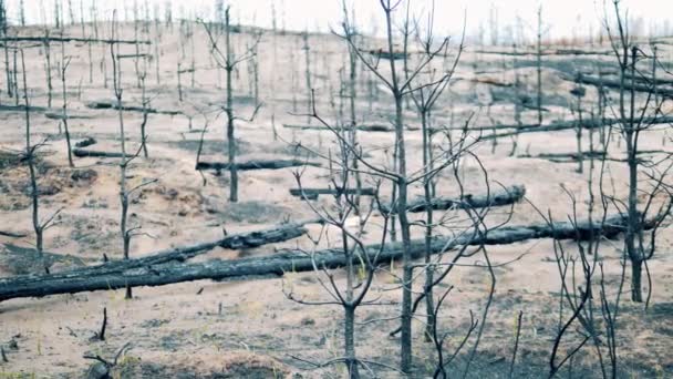Waldbrandgebiet Mit Vielen Verkohlten Bäumen — Stockvideo