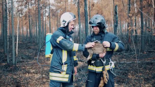 Brandweerlieden Lachen Met Het Strelen Van Een Gered Wild Konijn — Stockvideo