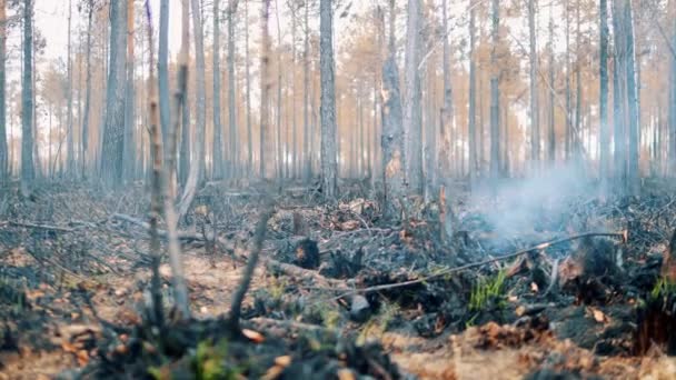 Smoke Crawling Burnt Out Forest Ground — Video