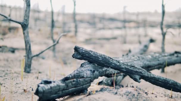 Charred Pieces Trees Fire Zone — Stock Video