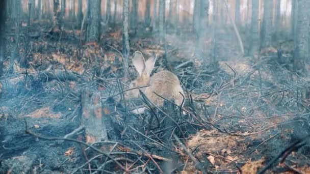 野兔在烧毁的树林里游荡 — 图库视频影像