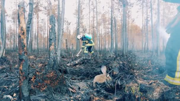 Fireman Stroking Rabbit Smoldering Forest Ground — Vídeo de Stock