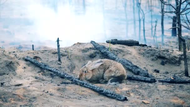 Wild Rabbit Sniffing Charred Trees Plants Fire Area — Stock videók