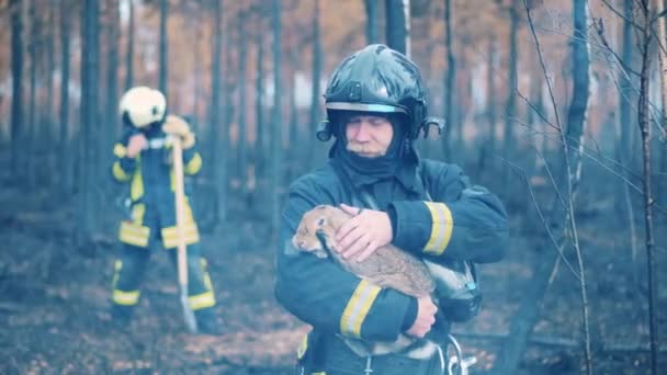 Rescue Worker Stroking Rabbit Forest Fire Area — Stock Video
