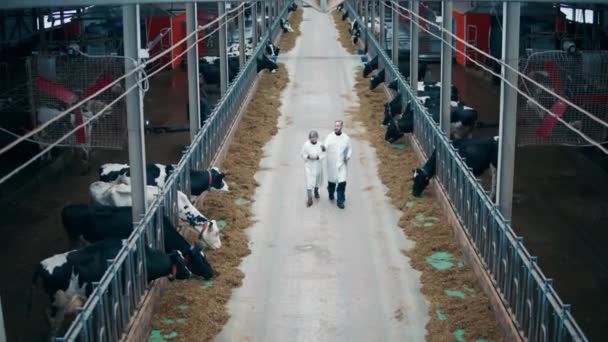 Cattle Farm Two Specialists Walking — 비디오